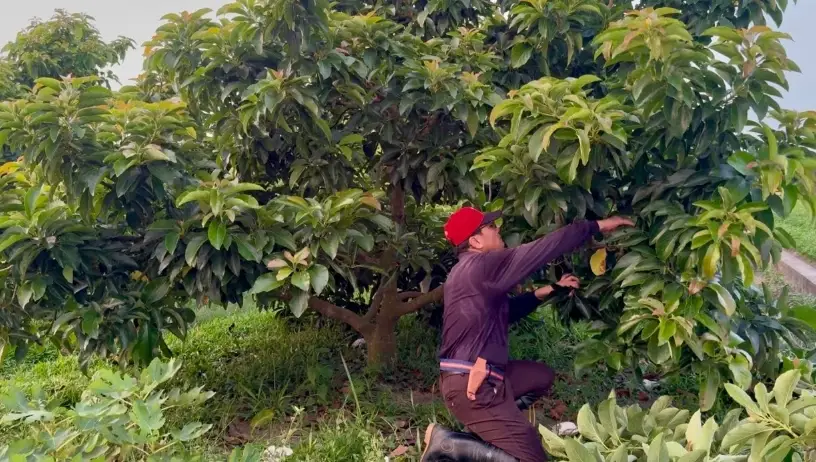 酪梨樹修剪時間