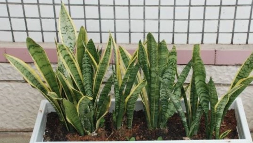 虎尾蘭土壤調整