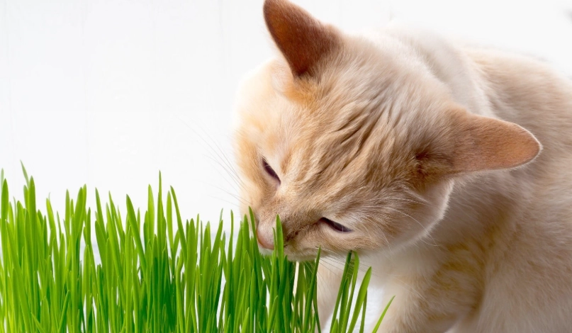 貓中毒急救 貓中毒急救