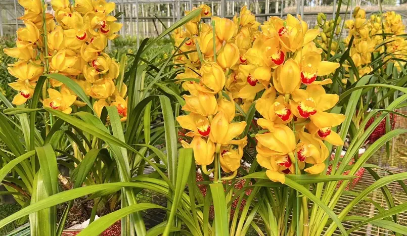 虎頭蘭開花後處理 虎頭蘭開花後處理