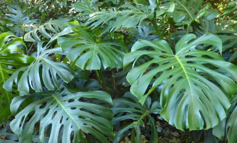 半日照植物養護