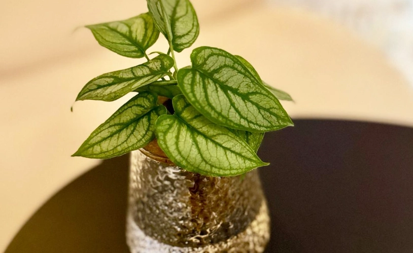 龜背竹水種終極指南：從零開始的室內植栽秘訣