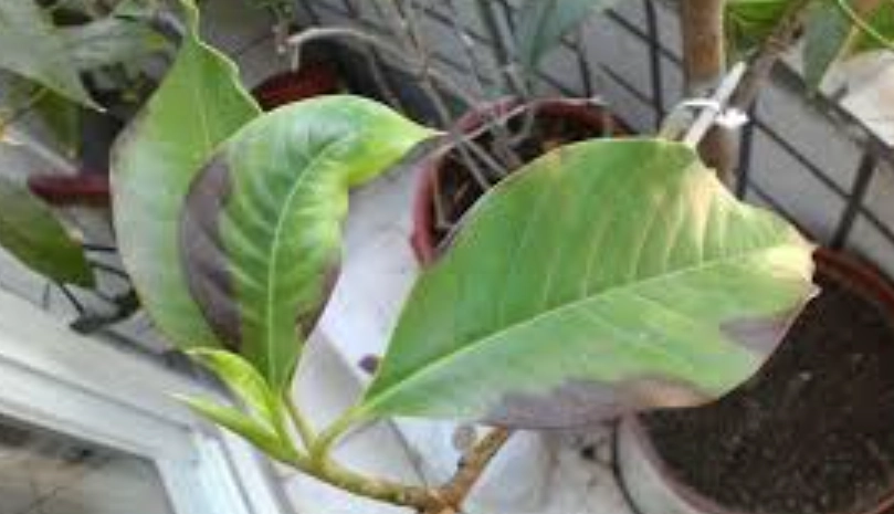 玉蘭花病害防治