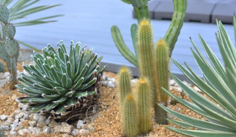 台灣耐旱植物推薦 台灣耐旱植物推薦