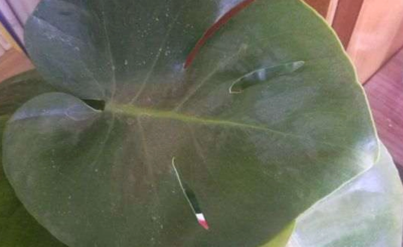 葉片皺縮原因 葉片皺縮原因