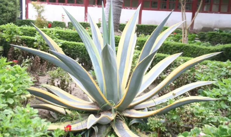 台灣耐旱植物推薦 台灣耐旱植物推薦