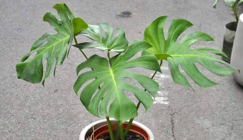 龜背芋光照需求