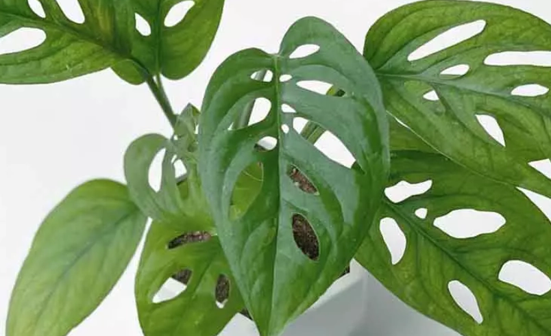 龜背芋養護 龜背芋養護