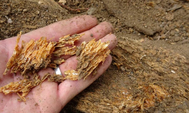 樹木生病怎麼辦