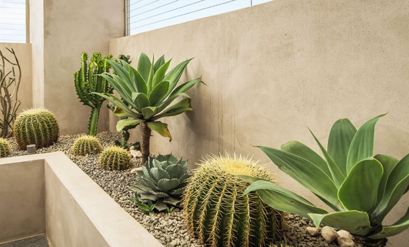 耐熱植物 耐熱植物