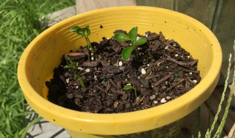 柑橘栽培 柑橘栽培