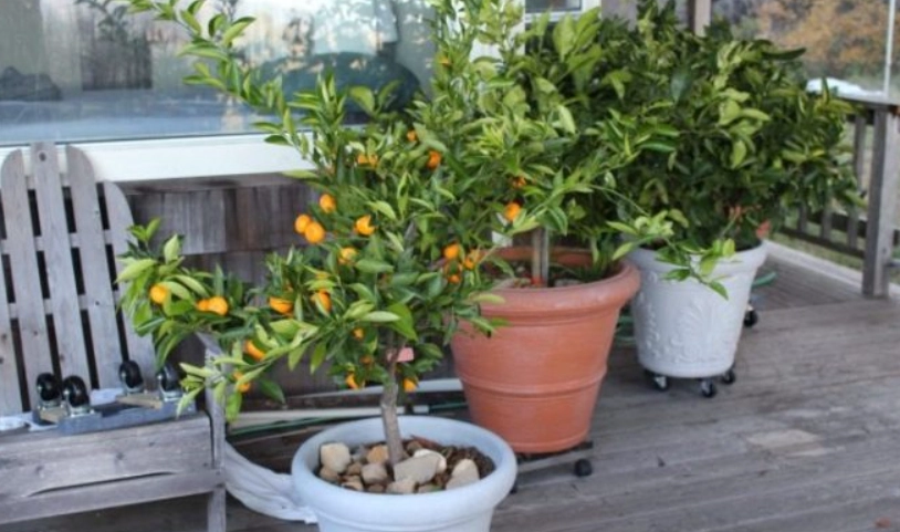 柑橘栽培 柑橘栽培