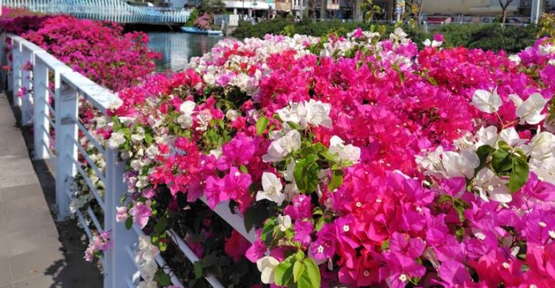 耐旱植物 耐旱植物