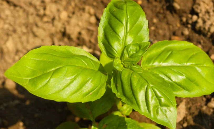 羅勒種植 羅勒種植