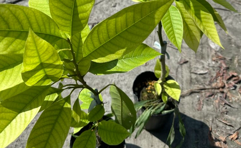 玉蘭花病害防治