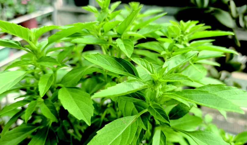 九層塔照顧 九層塔照顧