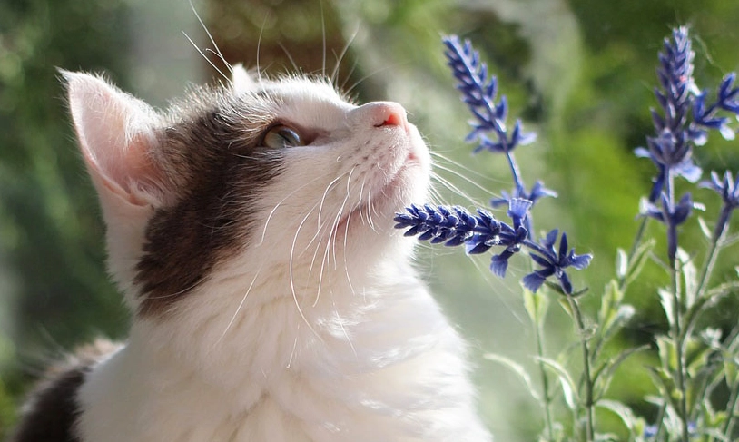 貓不能碰的花 貓不能碰的花