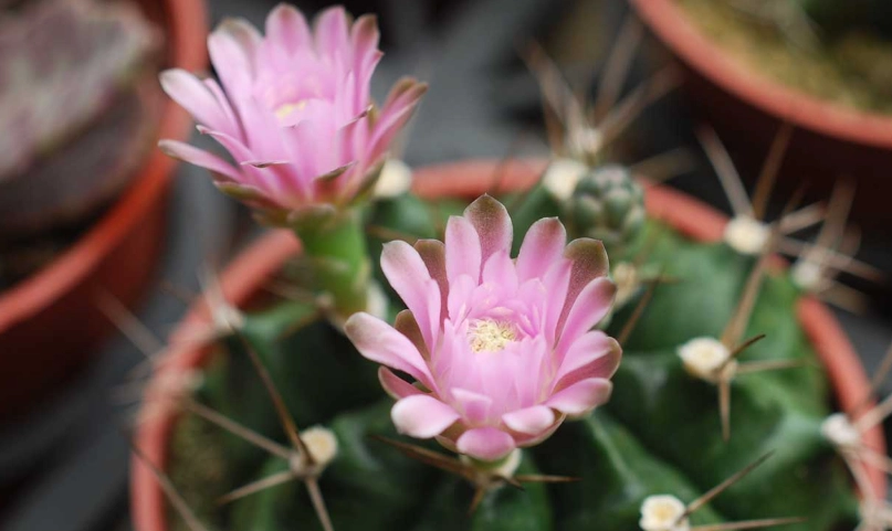 仙人掌開花品種