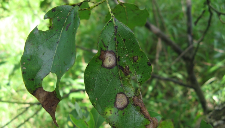 台灣常見樹木病害