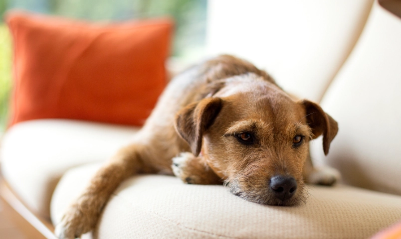 狗狗可以吃百合嗎？獸醫親身經驗解析致命毒性與急救指南