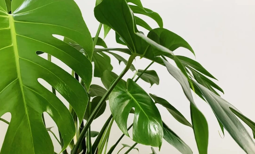 龜背芋養護 龜背芋養護