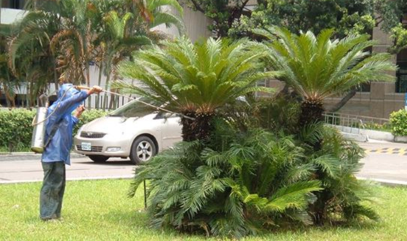 樹木生病怎麼辦