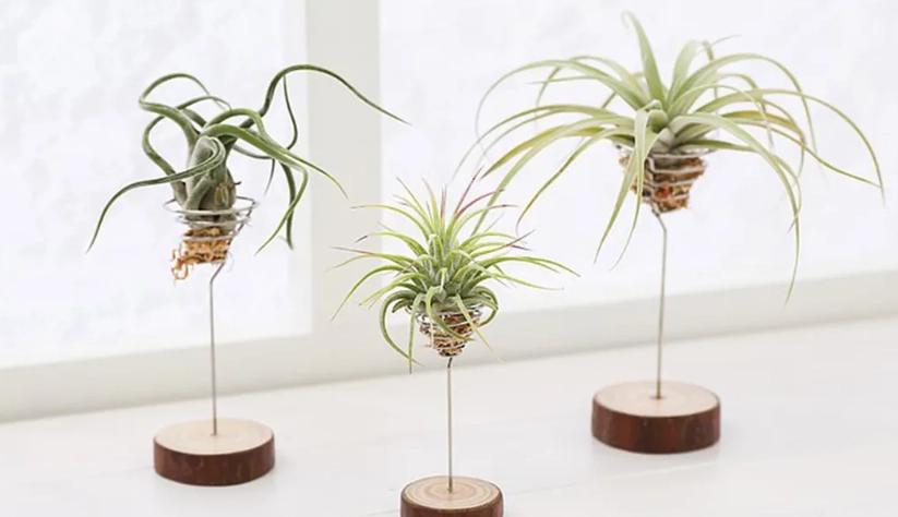 空氣鳳梨推薦 空氣鳳梨推薦