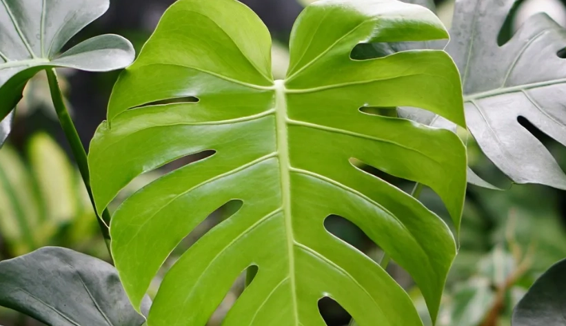 龜背芋光照需求