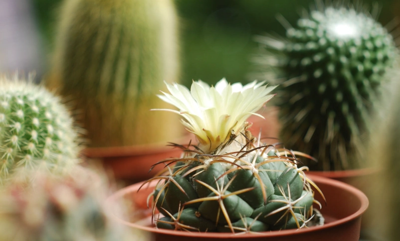 仙人掌開花照顧