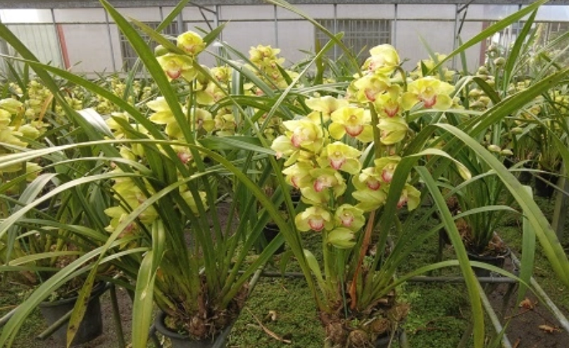 虎頭蘭開花後處理 虎頭蘭開花後處理