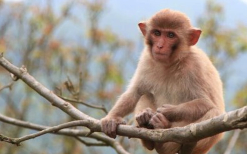 夢境解析 心理學