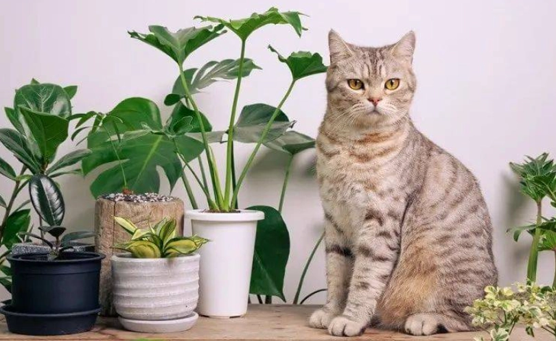 貓安全植物