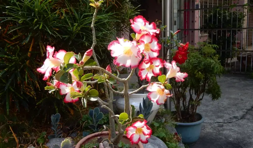 耐旱植物 耐旱植物