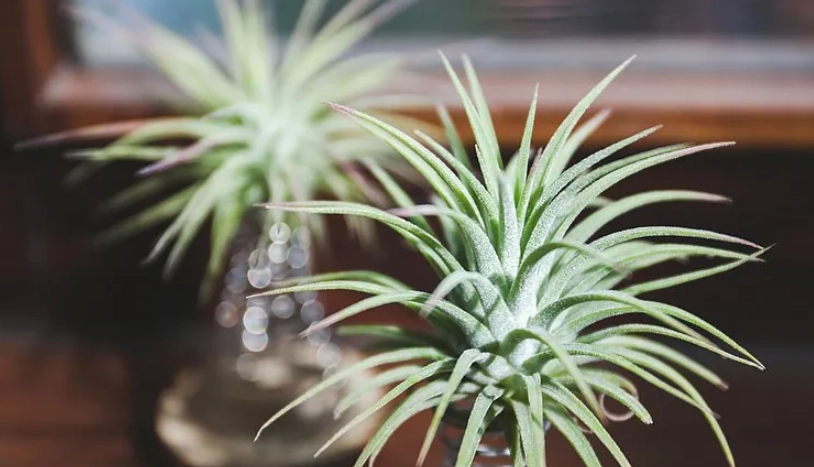 空氣鳳梨照顧 空氣鳳梨照顧