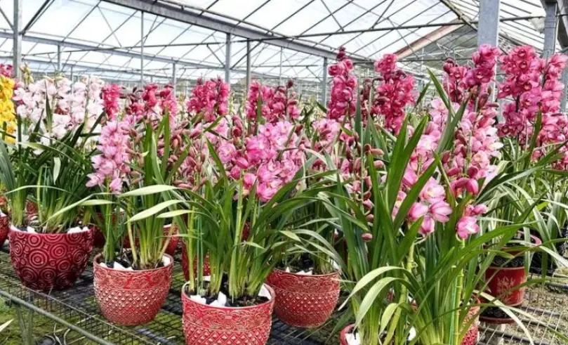 虎頭蘭分株 虎頭蘭分株