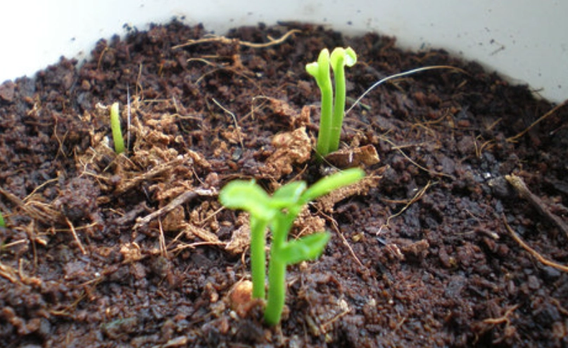 橘子種植 橘子種植