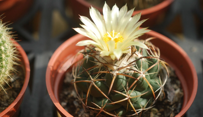 會開花的仙人掌推薦