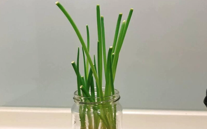 水耕種蔥 水耕種蔥