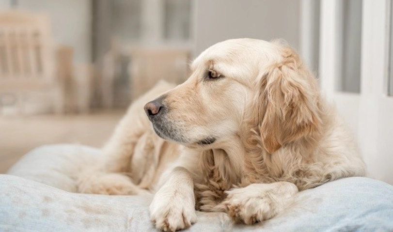 百合對狗狗有毒