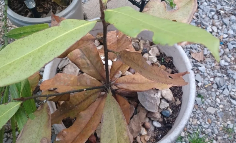 玉蘭花病害防治