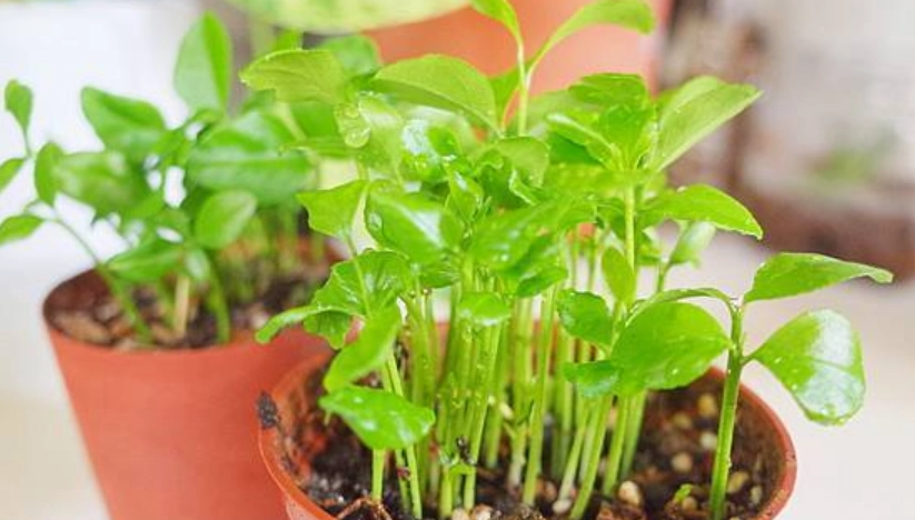 橘子種植 橘子種植