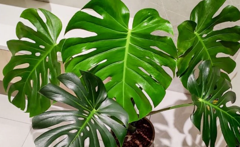 龜背芋光照需求