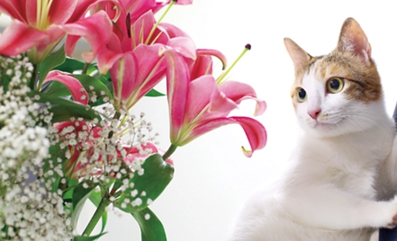 貓咪有毒植物 貓咪有毒植物