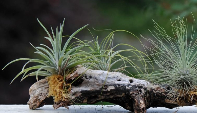 空氣鳳梨照顧 空氣鳳梨照顧