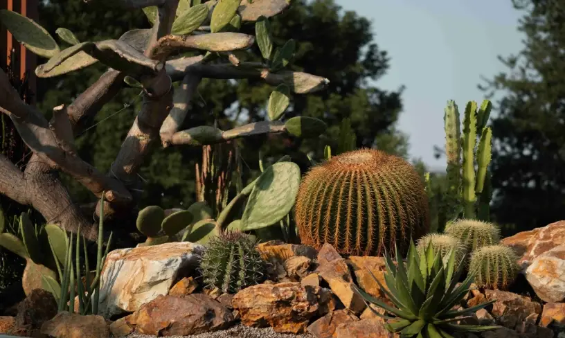 耐旱植物 耐旱植物