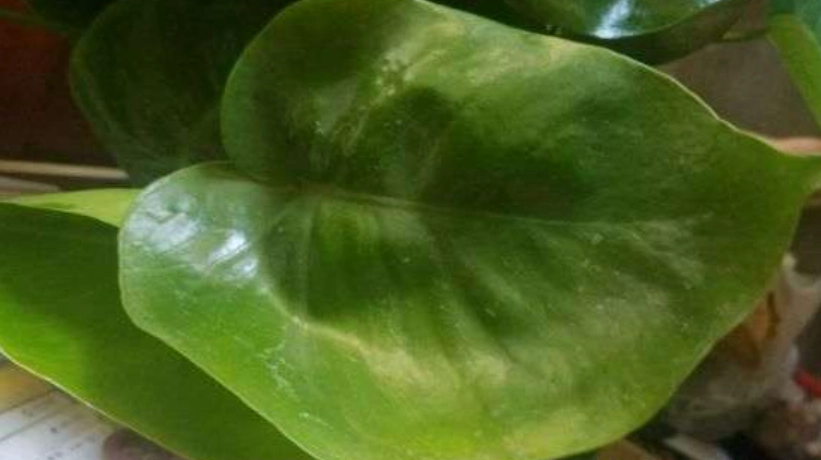 龜背芋養護 龜背芋養護