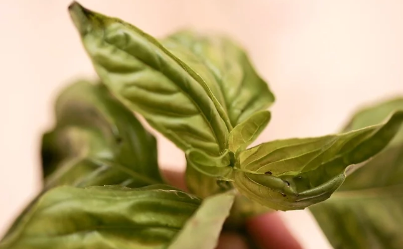 羅勒種植 羅勒種植