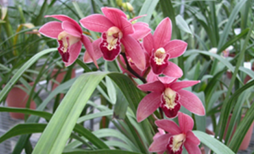 虎頭蘭開花後處理 虎頭蘭開花後處理