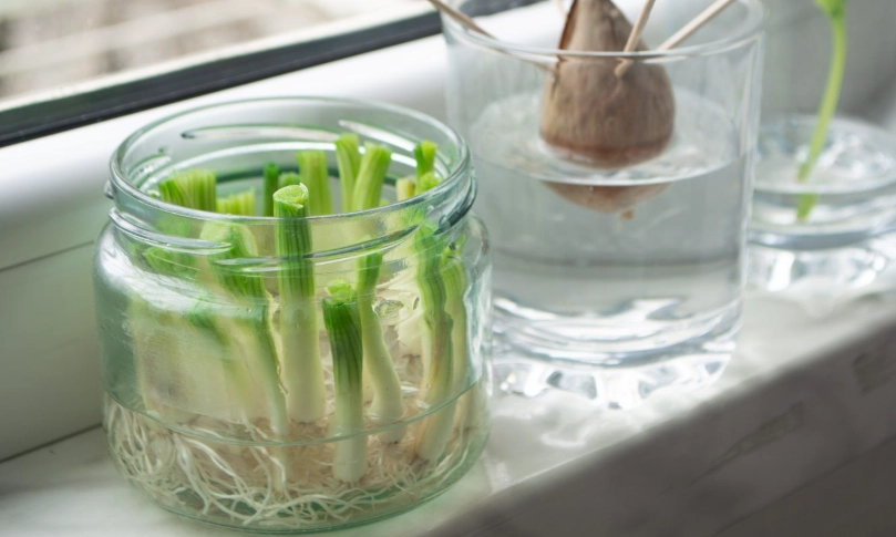 水耕蔥肥料推薦 水耕蔥肥料推薦