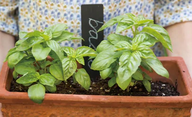 九層塔照顧 九層塔照顧